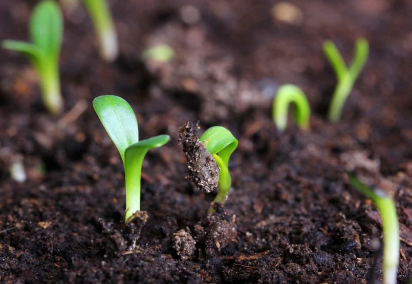 Если знать, как сажать семена правильно и создать благоприятные условия, то всхожесть будет отличной