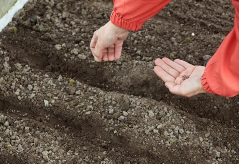 При посадке в открытый грунт важно правильно подготовить почву