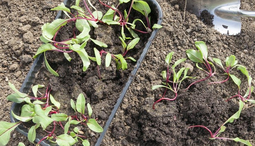 При посадке в июне часто применяется рассадный способ, это удобнее тем, что растения после адаптации сразу пускаются в рост