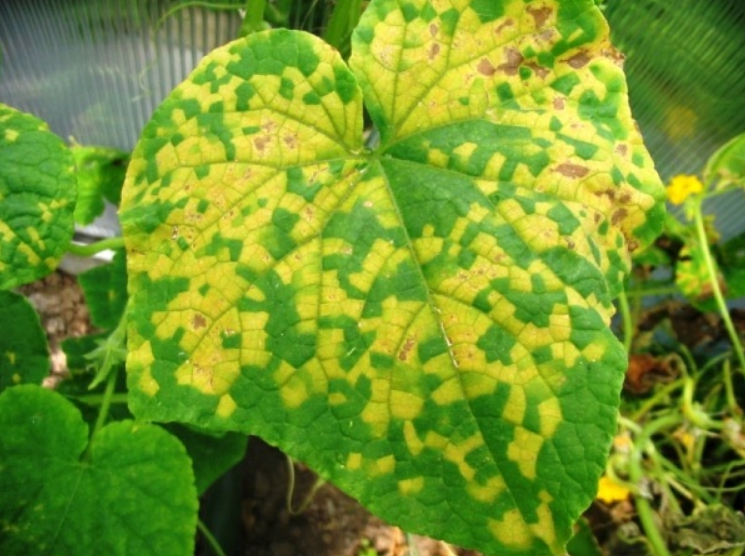 Признаки заболевания просты – больные растения всегда меняют окраску листьев не полностью, а фрагментами