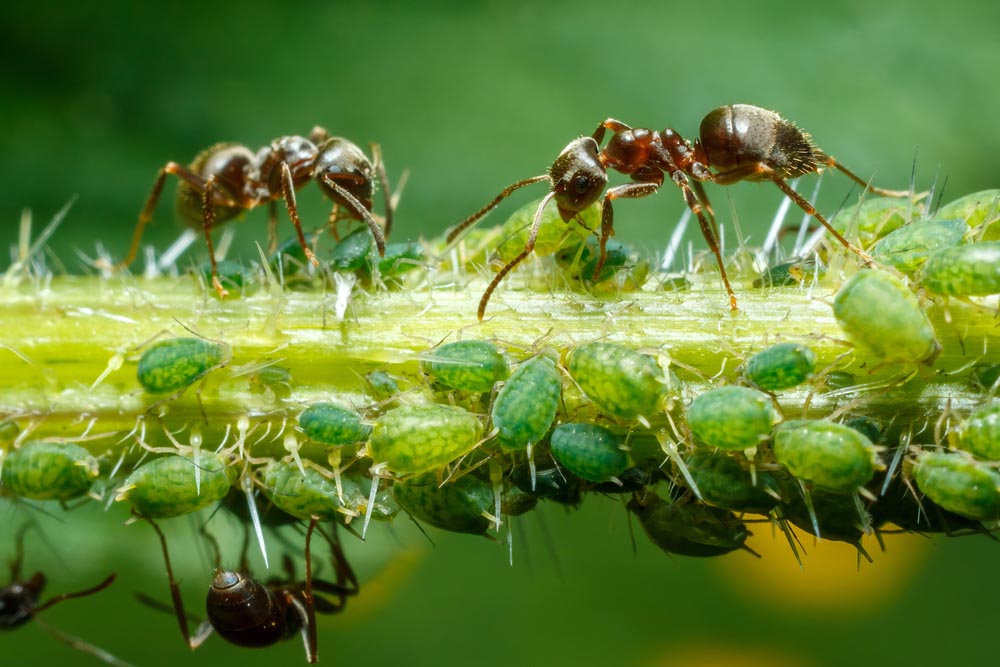 Чтобы побороть тлю, необходимо уничтожать муравьев