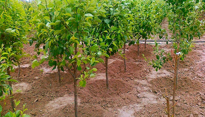 Схема посадки груши, предлагаемая опытными садоводами