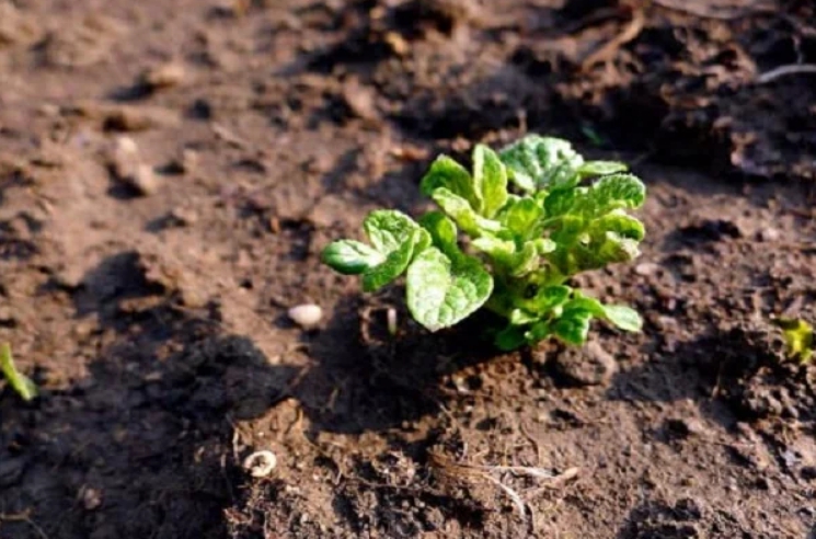 При правильной подготовке почвы растения после посадки всходят намного быстрее, стебли прочнее и устойчивее к неблагоприятным воздействиям