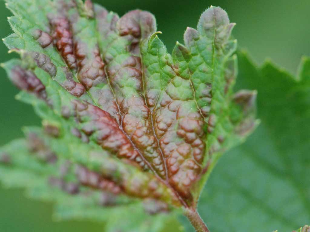 Основной признак появления вредителя — красные вздутия на листьях