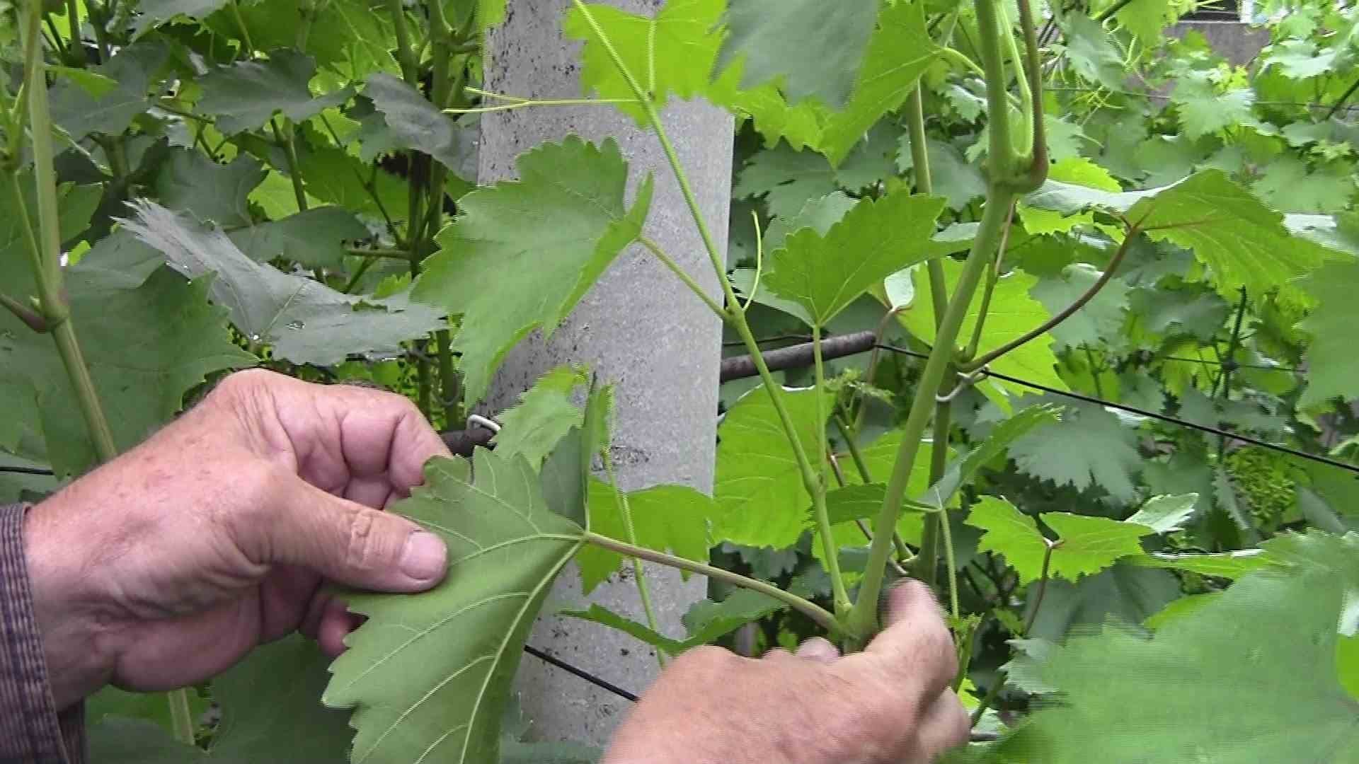 Выращивание винограда — поэтапный процесс, жестко привязанный к сезонам года