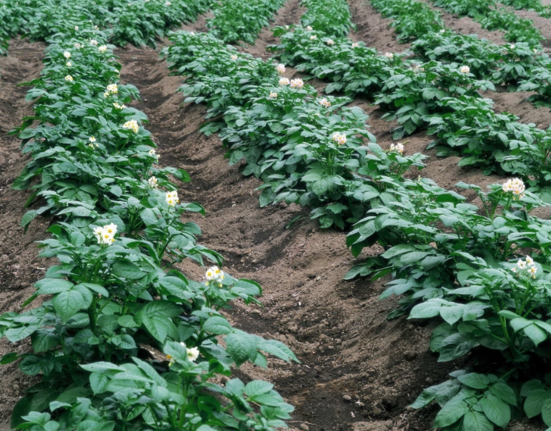Если вовремя обрабатывать картофель, то он растет здоровым и быстро развивается
