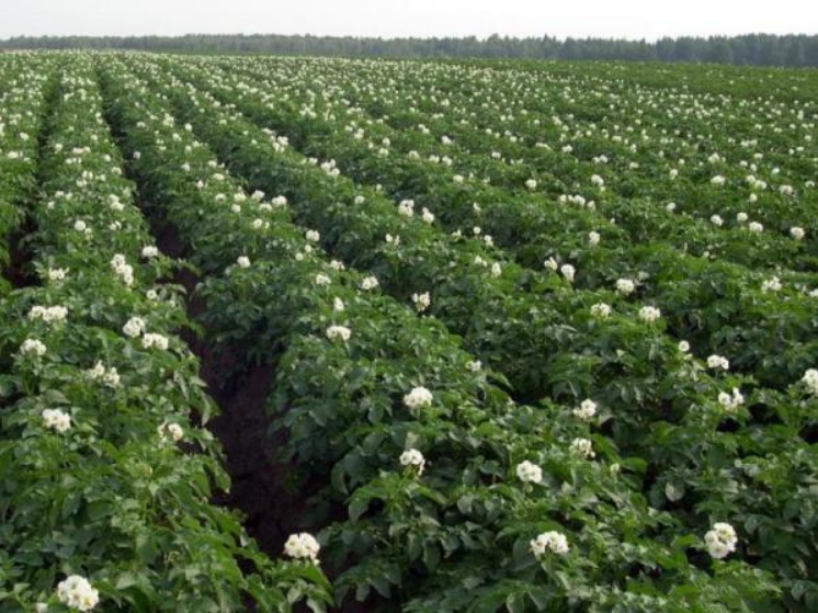 Период цветения – один из самых важных при выращивании картофеля, в котором своевременные поливы обязательны
