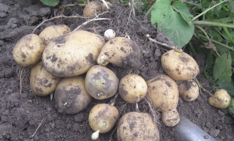 Важно и вовремя собрать картофель, чтобы холода не повредили урожай