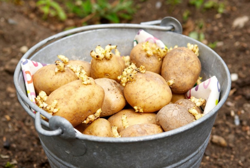 Если вы не знаете, чем обработать картошку от болезней, используйте обычный раствор марганцовки