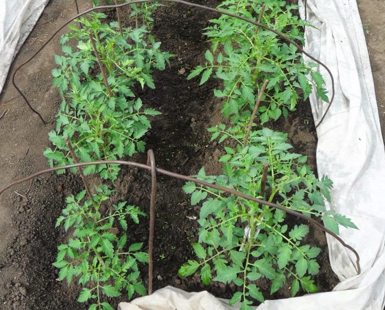 При использовании парника на первых порах после пересадки можно высаживать томаты в грунт на 1-2 недели раньше