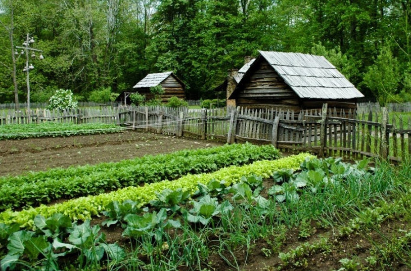 Грамотное чередование культур в огороде – залог хорошего урожая