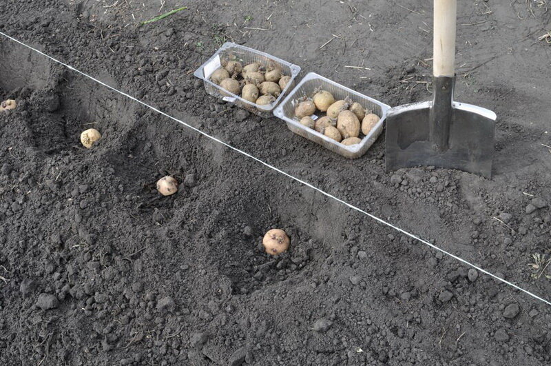 На фото — рекомендуемая глубина лунки для высадки картошки