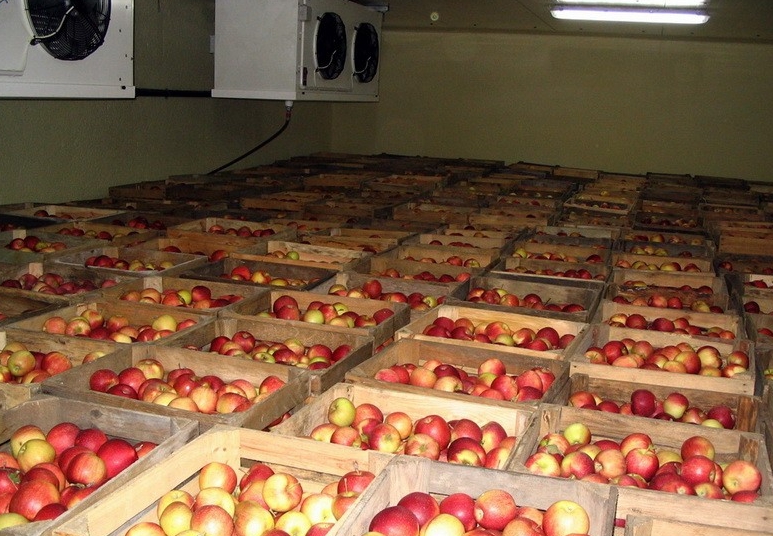 В промышленных хранилищах созданы идеальные условия, поэтому яблоки хранятся отлично. В домашних условиях невозможно добиться точной температуры и влажности, но можно создать условия, максимально приближенные к оптимальным