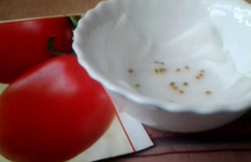 Как выращивать помидоры под укрывным материалом?