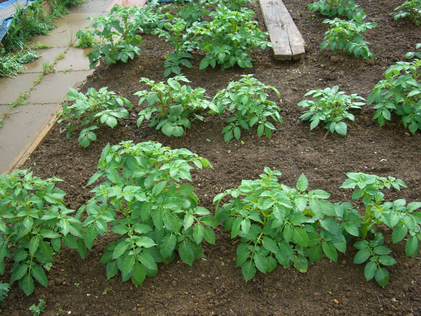 Не следует высаживать картофель слишком плотно, что привлекает вредителей
