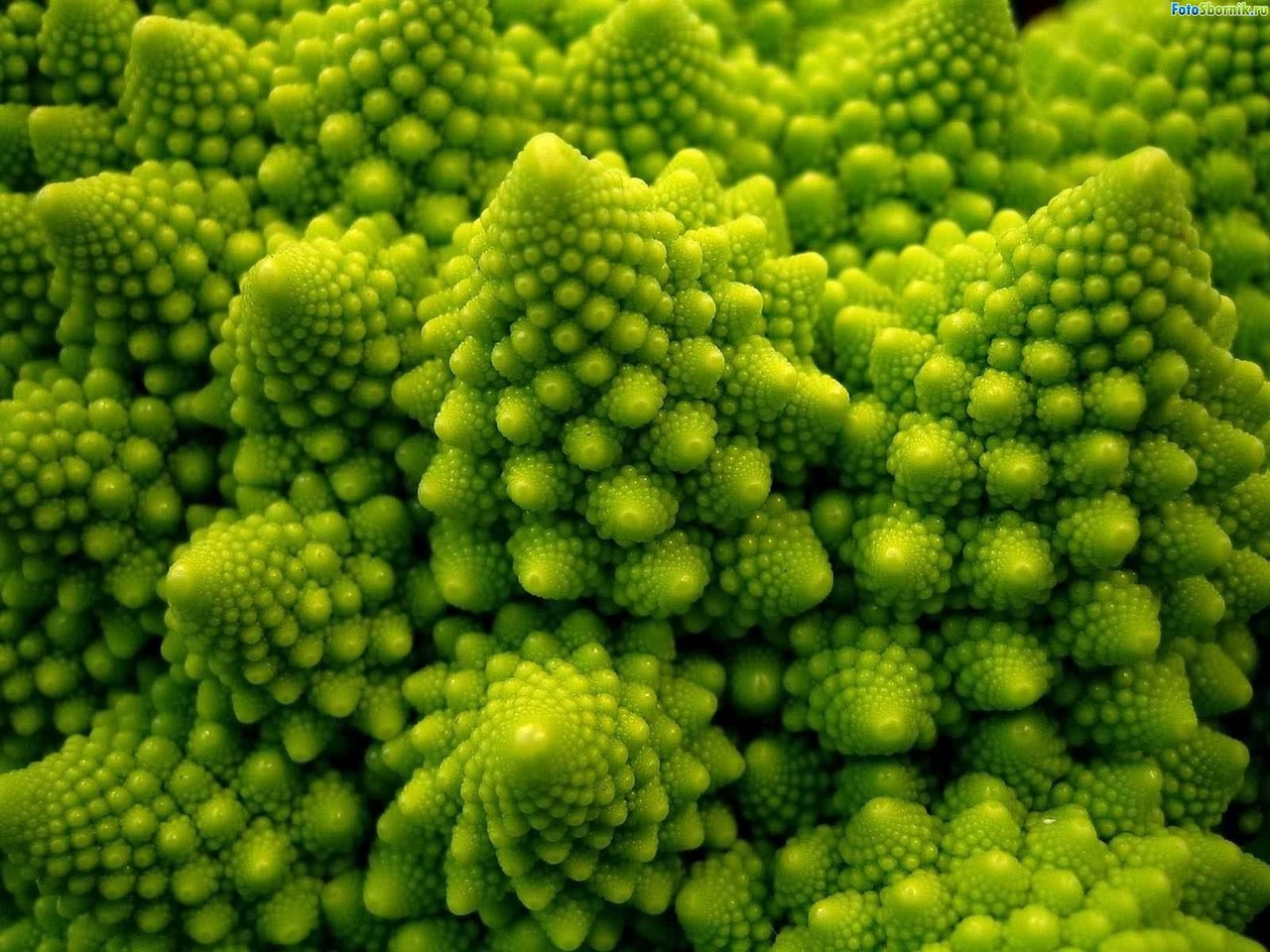 На фото — соцветия капусты Романеско, их внешний вид — это природный фрактал