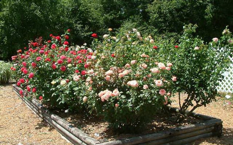 На участках с не подходящими условиями есть вариант выращивания цветов в насыпных клумбах