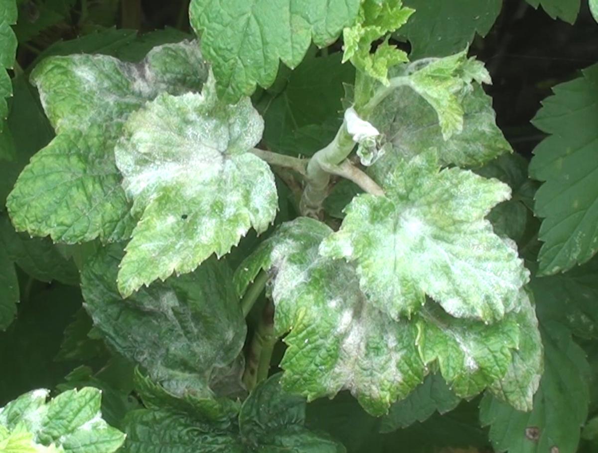 Первые признаки болезни — легкий белый налет, покрывающий верхнюю часть листьев