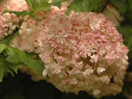 Сорт Розеум цветет пышно кремово-розовыми гроздями