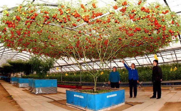 Фото: помидорные деревья особенно популярны в Японии, именно там был выведен Спрут