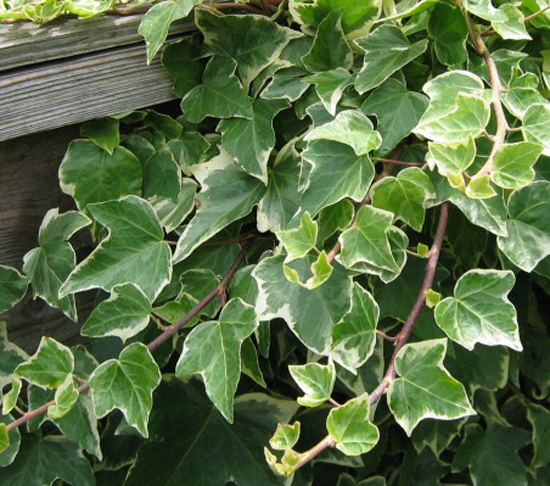 Пестролистный плющ отличается яркими декоративными листьями, с белой каемкой по краю