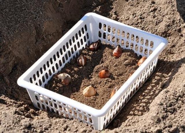 Для посадки луковичных культур можно использовать любые подходящие по размеру перфорированные ящики