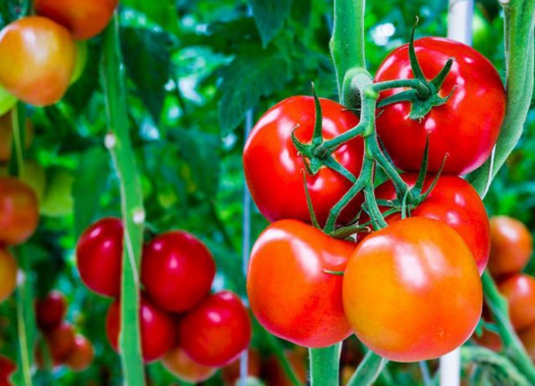 При правильном формировании и пасынковании создаются наилучшие условия для созревания томатов, их удобно собирать