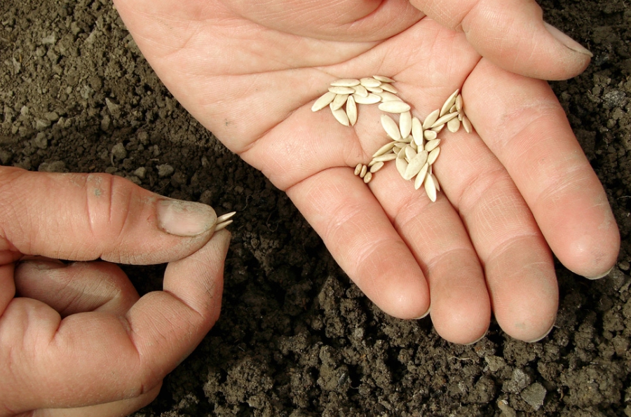 Семена нужно правильно готовить и высаживать в подготовленную почву