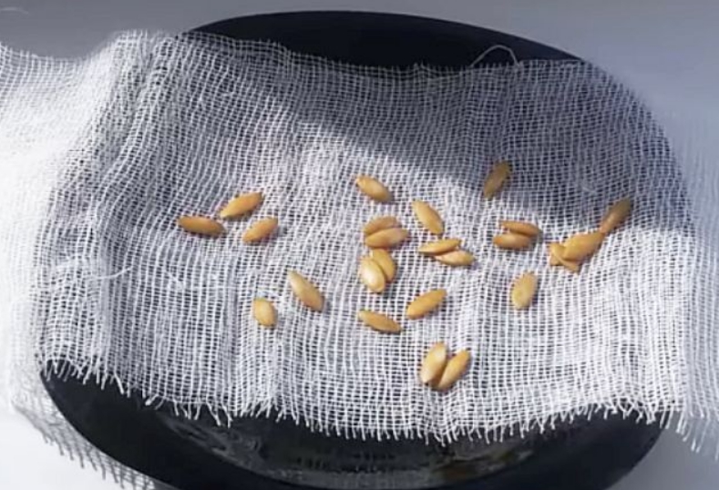 Как правильно замочить семена огурцов перед посадкой в открытый грунт?