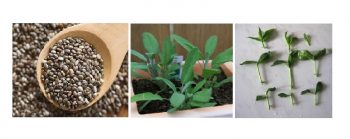 Семена шалфея сохраняют всхожесть в течение 4 — 6 лет. Фото: superda4nik.ru