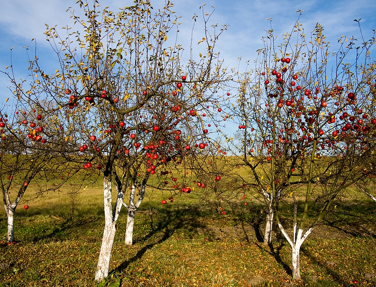 Если поливается зимний сорт яблок, то лучше снять плоды до начала работы