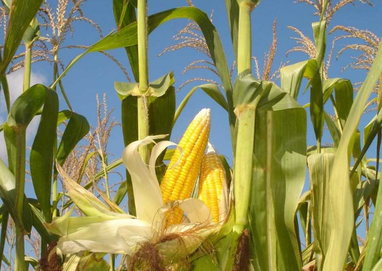 Когда зерна стали очень желтыми, а оболочка отошла, то кукуруза скорее всего перезрела