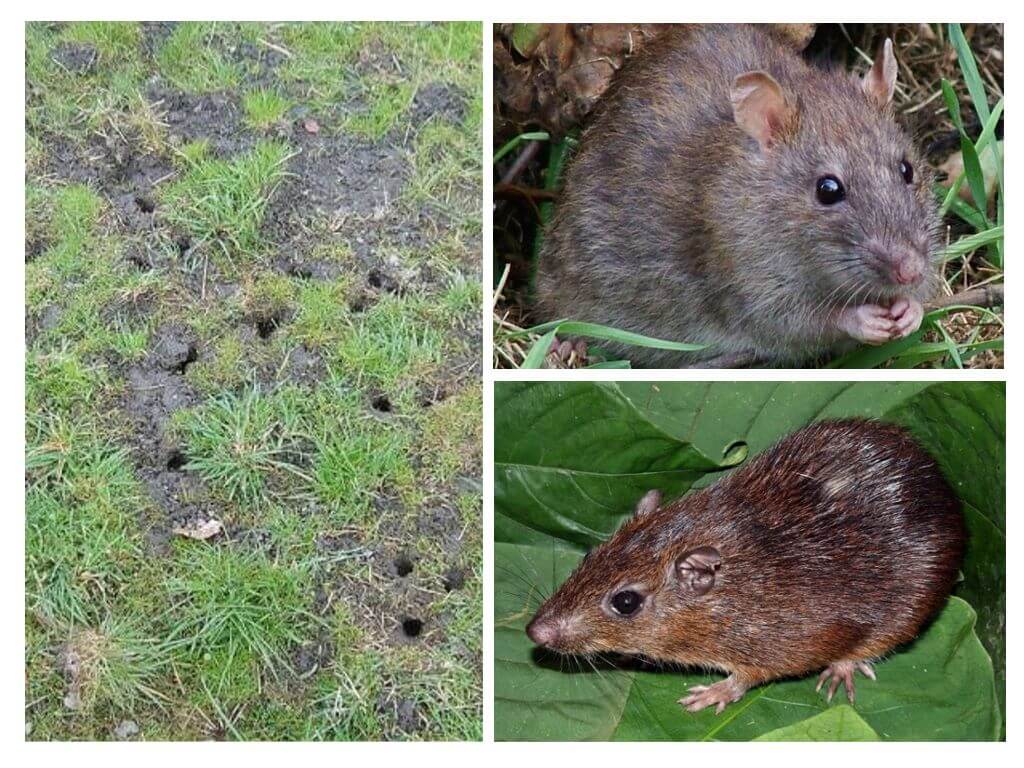 Мыши в огороде. Водяная полёвка водяная крыса. Земляная крыса полевка. Мышь полевка водяная. Синантропные крысы.