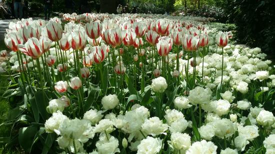 В каждой группе особенно прекрасны белые тюльпаны. Например, Петр I обожал прогуливаться по аллеям, украшенным этими цветами