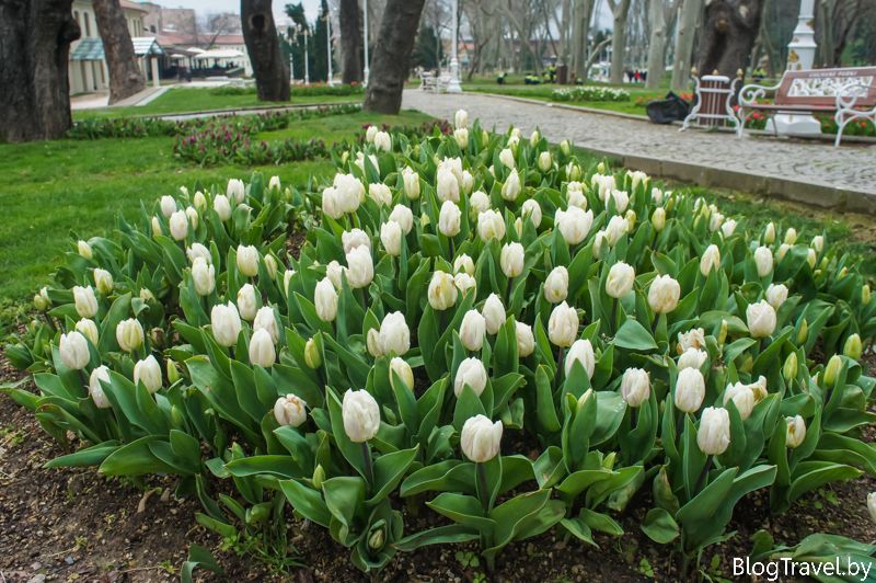 Период цветения белых тюльпанов длится около трех недель, в зависимости от сорта