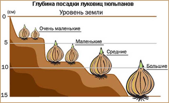 В зависимости от размера, луковицы высаживают на разную глубину. На фото показано, на сколько сантиметров заглублять посадочный материал