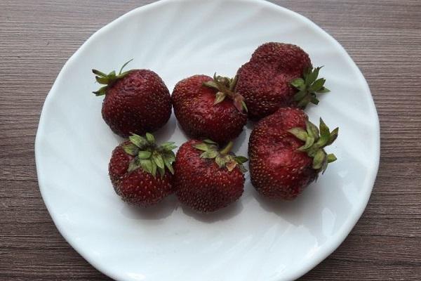 У переспелых ягод более вызревшие семена, что важно для выращивания