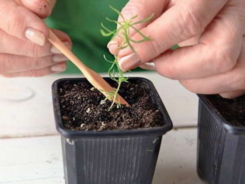 При пикировке выбираются самые здоровые ростки, со сформированной корневой системой и обильной листвой