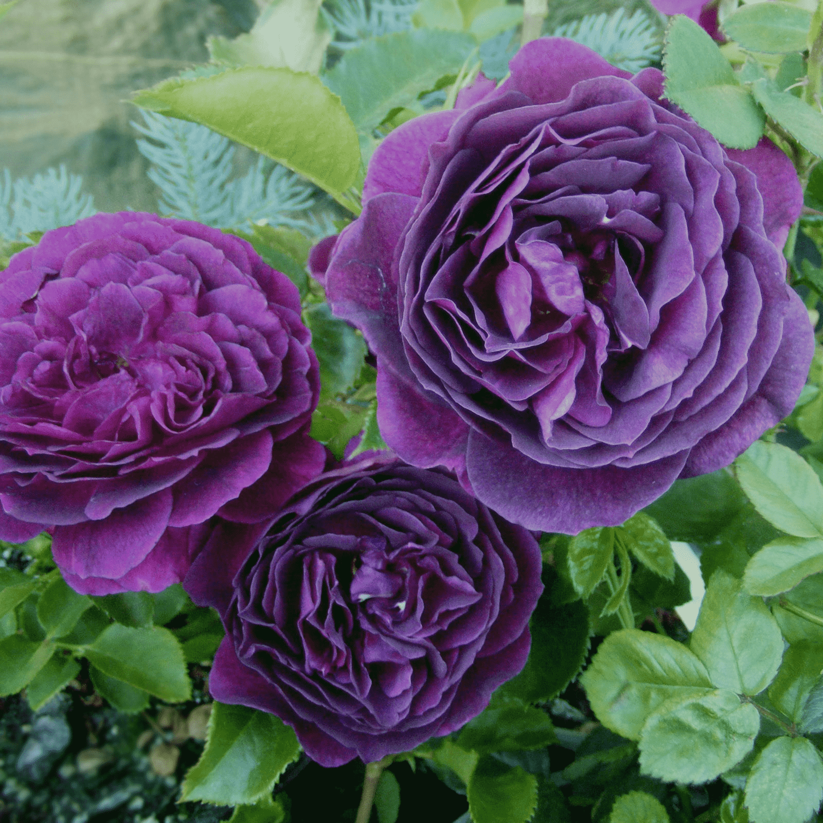 Розы с фиолетовыми цветками выгорают на солнце, поэтому в жаркие дни их нужно притенять