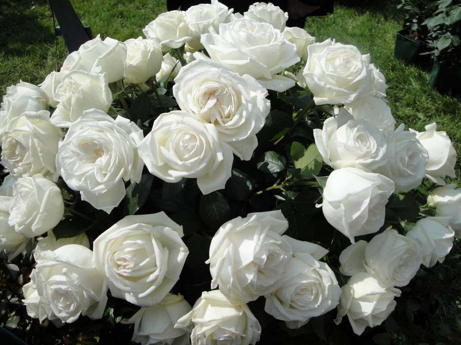 Белые розы – одни из самых роскошных цветов, которые используют для срезки и в ландшафтном дизайне