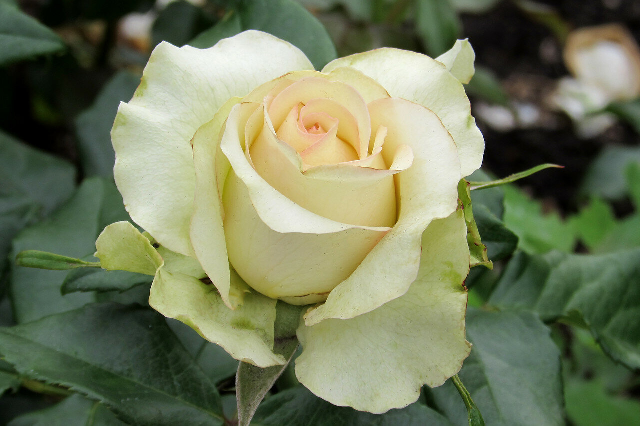 Белая роза лучшие сорта: посадка и уход