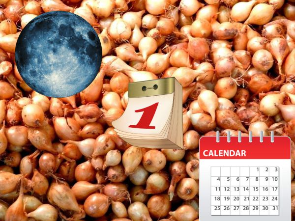 При выращивании репчатого лука желательно учитывать рекомендации лунного календаря