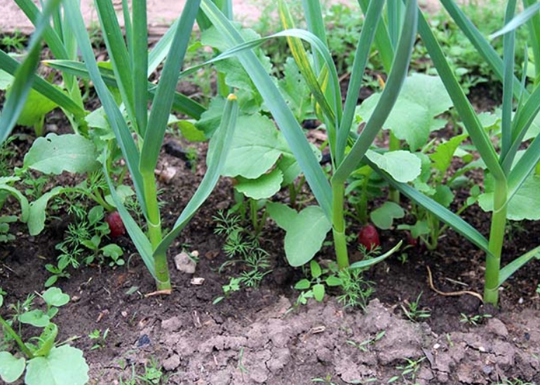Что можно сажать рядом с чесноком ?: соседи чеснока на грядке, посадить счем
