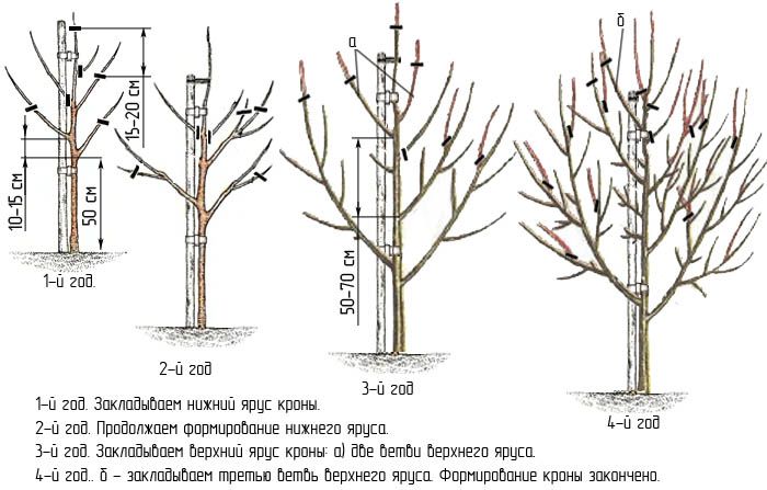 Обрезка груши позволяет вырастить компактное, но урожайное дерево