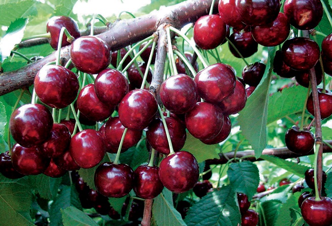 На фото: родительский для Тютчевки сорт Красная плотная дает до 45 кг ягод с дерева