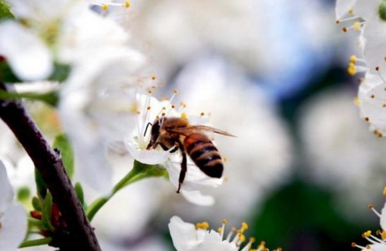 Основную работу по опылению черешни производят пчелы