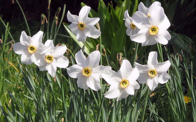 Нарцисс может украшать участок с марта и до начала лета, если знать особенности выращивания этих цветов