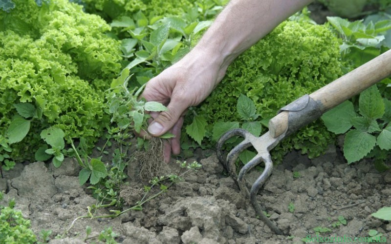 Частая прополка и мульчирование почвы способно существенно избавить грядки от зарастания