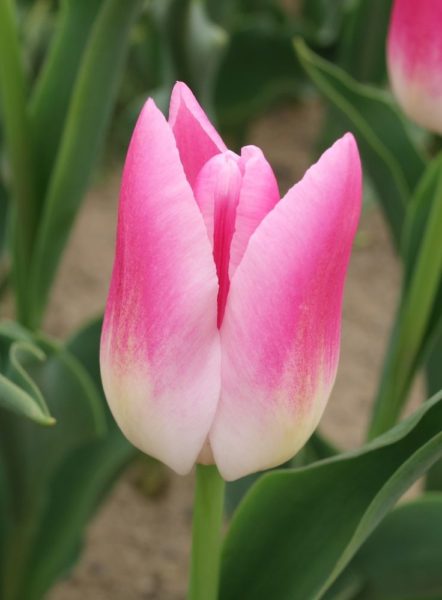 Розовые тюльпаны 20 фото описание сорта Колумбус и других сортов нежно-розового и бело-розового цвета