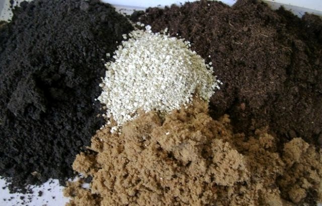 Оптимальное решение — самостоятельно созданная смесь из компоста/перегноя, торфа, песка — в пропорции 2:1:1. Идеальная кислотность почвы — рН=5,0